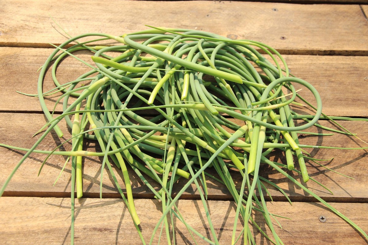 Garlic scapes