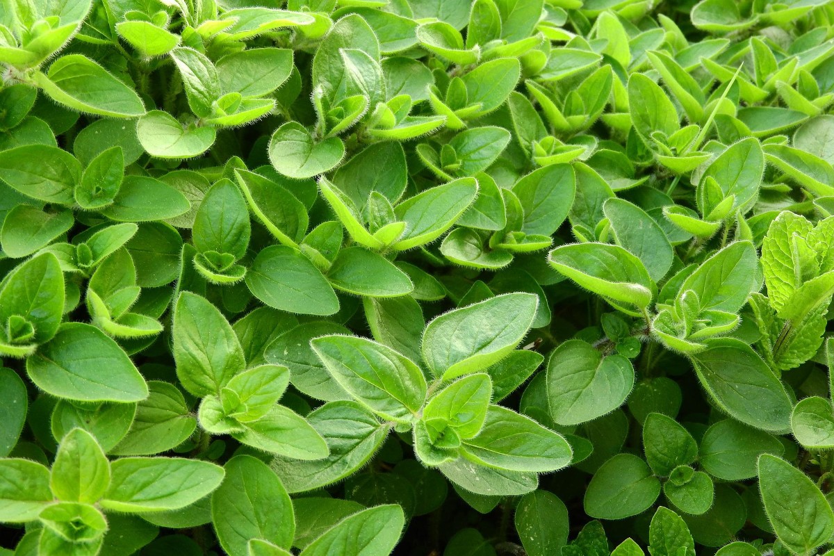 Marjoram plant